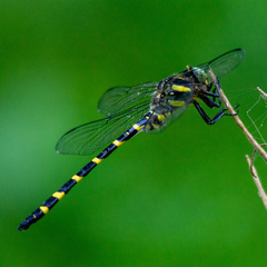 Cordulegaster erronea