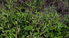 Salvia mellifera