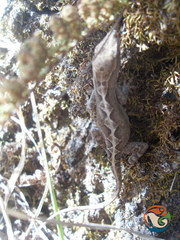 Anolis quercorum