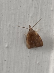 Cenopis diluticostana