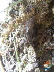 Anolis quercorum