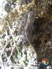 Anolis quercorum