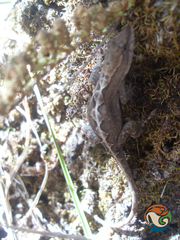 Anolis quercorum