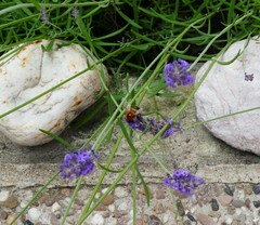Bombus hypnorum