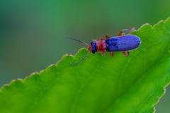Cantharis lateralis