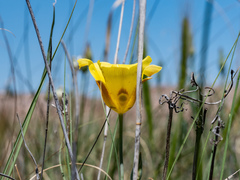 Calochortus aureus