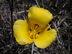 Calochortus aureus