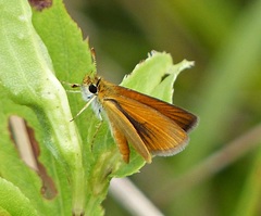 Ancyloxypha nitedula