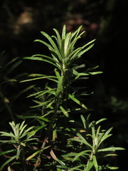 Linochilus rosmarinifolius
