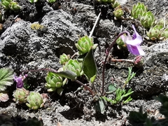 Viola thomasiana