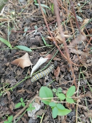 Danaus plexippus