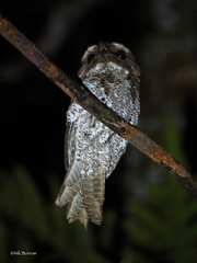 Podargus ocellatus ocellatus