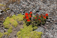 Castilleja tolucensis