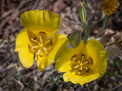 Calochortus aureus