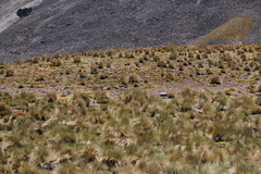 Castilleja tolucensis