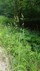 Dactylis glomerata lobata