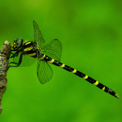 Cordulegaster erronea