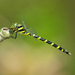 Golden-ringed Spiketails - Photo (c) Nathaniel Schwartz, some rights reserved (CC BY-NC-ND), uploaded by Nathaniel Schwartz
