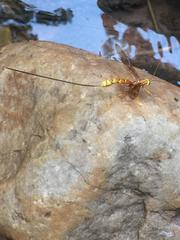 Megarhyssa macrurus icterosticta