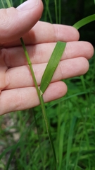 Dactylis glomerata lobata
