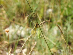 Libelloides longicornis