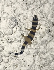 Sphaerodactylus torrei
