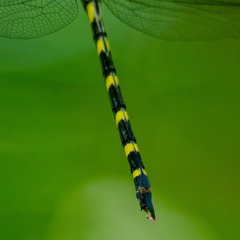 Cordulegaster erronea