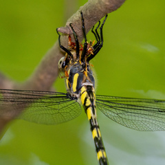 Cordulegaster erronea