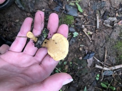 Loweomyces fractipes