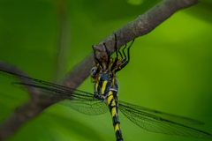 Cordulegaster erronea