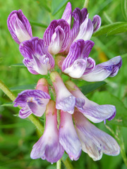 Vicia orobus