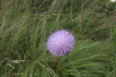 Cirsium