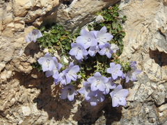 Campanula fragilis cavolinii