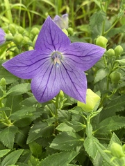 Platycodon grandiflorus