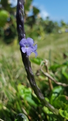 Stachytarpheta jamaicensis