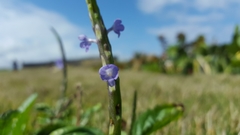 Stachytarpheta jamaicensis