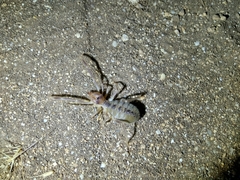 Galeodes araneoides