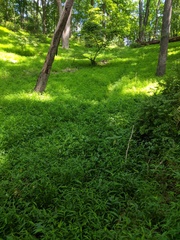 Cordulegaster erronea