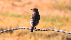 Sialia mexicana