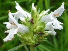 Betonica officinalis