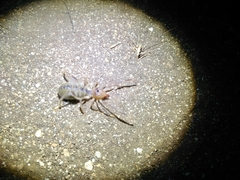 Galeodes araneoides
