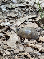 Terrapene carolina triunguis