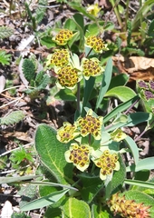 Bupleurum triradiatum