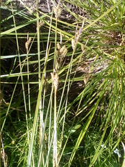 Carex appendiculata