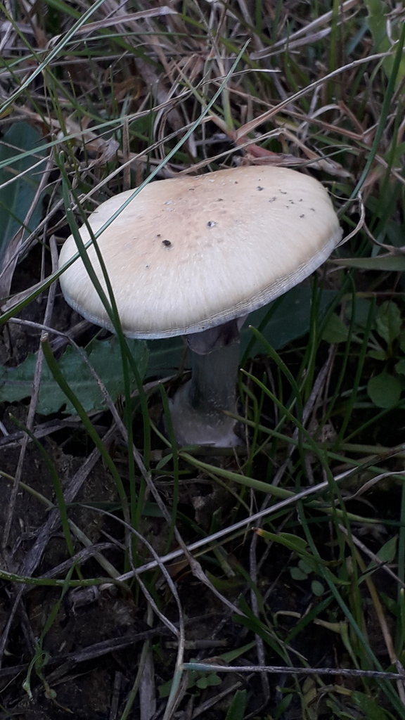 Psilocybe cubensis · June 2020 · photo: © elbeltrocco (iNaturalist, cc-by)