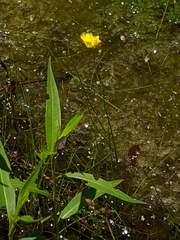 Utricularia gibba