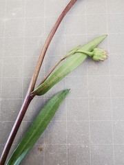 Erigeron acris angulosus