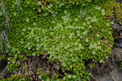 Arenaria bryoides