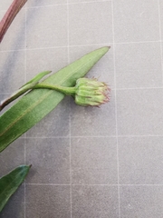 Erigeron acris angulosus