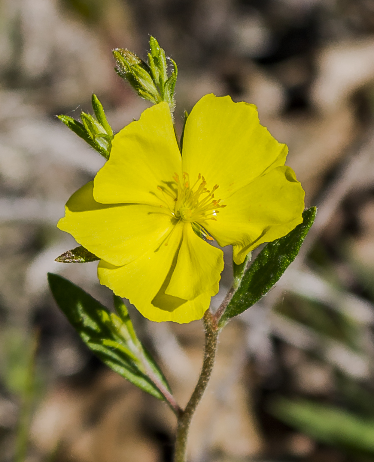 Crocanthemum
